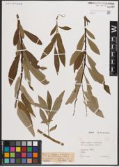 Foto von Salix caprea L. x Salix viminalis L.